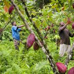Une plantation de cacao CP:DR
