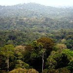 Forêt Equateur en RDC CP:DR