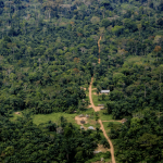 Des forêts en voie de disparition en RDC CP:DR