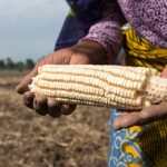 La moisson des maïs est affecté par le changement climatique en RDC CP:DR