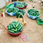 Le marché et culture des concombres marchent bien au Kasaï central en RDC CP:DR