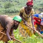 Des femmes dans l'agriculture au Sud-Kivu en RDC CP:DR 