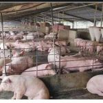 CP:DR Élevage des porcs à Kinshasa 