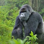 Gorille de montagne à Kahuzi Biega au Sud-Kivu en RDC CP:DR