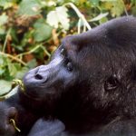 Gorille de montagne de Kahuzi Biega CP: Guy Debonney,DR