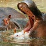 Le site des hippopotames dans le Ruzizi au sud Kivu vient d’être officialisé site touristique en RDC